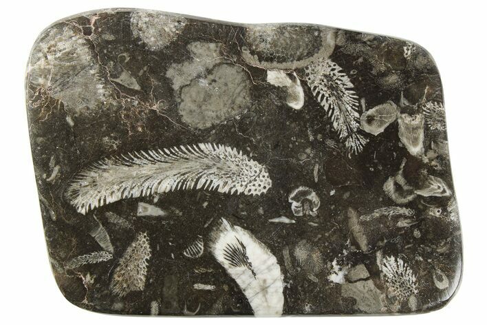 Polished Devonian Fossil Coral and Bryozoan Plate - Morocco #259124